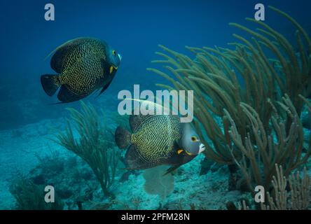 Angelfish francese (Pomacanthus paru) sulla barriera corallina al largo dell'isola caraibica olandese di Sint Maarten Foto Stock