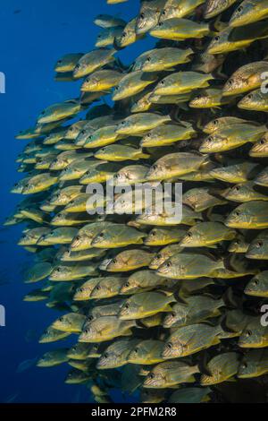 Grunt a strisce blu (Haemulon sciurus) sul relitto del Carib Cargo al largo dell'isola caraibica olandese di Sint Maarten Foto Stock