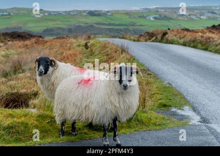 Bestiame di strada Foto Stock