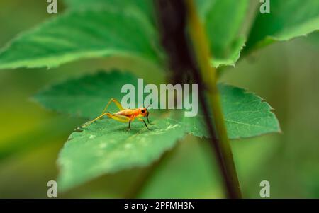 Primo piano di piccolo cricket sulla foglia verde al mattino, piccolo e meraviglioso cavallino, sfondo sfocato natura, foto di insetti colorata. Foto Stock