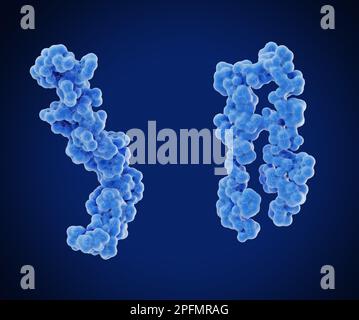 Peptide beta amiloide, illustrazione Foto Stock