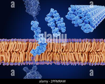 Peptide beta amiloide, illustrazione Foto Stock