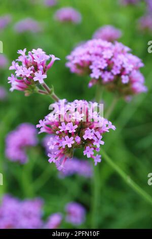 Primo piano della splendida Verbena bonariensis o Purpletop Vervain fioritura nel campo Foto Stock