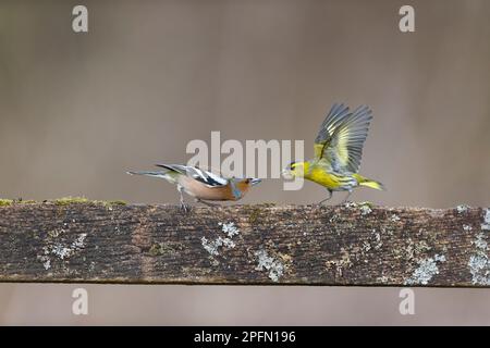 Corone di Fringilla comune, maschio adulto e femmina eurasiatica Carduelis spinus, adulti combattimenti maschi, Suffolk, Inghilterra, marzo Foto Stock