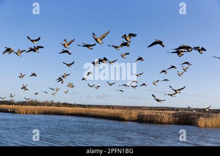 Brent goose Branta bernicla, il gregge volando su scrape preso da Island Hide, RSPB Titchwell Nature Reserve, Norfolk, Inghilterra, febbraio Foto Stock