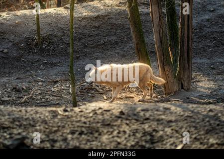 Uno stupefacente Ritratto di un lupo grigio maestoso, con occhi piercing e orecchie d'allarme, contro un naturale sfondo invernale Foto Stock