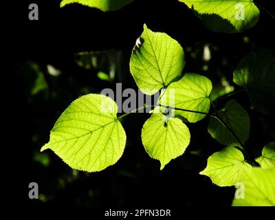 Le foglie retroilluminate di un tiglio di grandi dimensioni, Tilia platyphyllos. Fotografato nel sud dell'Inghilterra Foto Stock