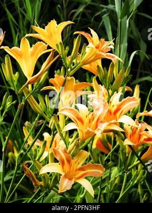 Una grande quantità di grandi ninfee arancioni, Hemerocallis Fulva, fiori Foto Stock