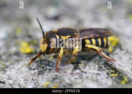 Particolare closeup di una femmina del Woolcarder Bee fiorentino, Anthidium florentinum seduta su una pietra Foto Stock