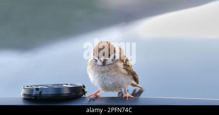 un giovane passero seduto sul tetto di un'automobile vicino alla vista di copertura di lente 5 Foto Stock