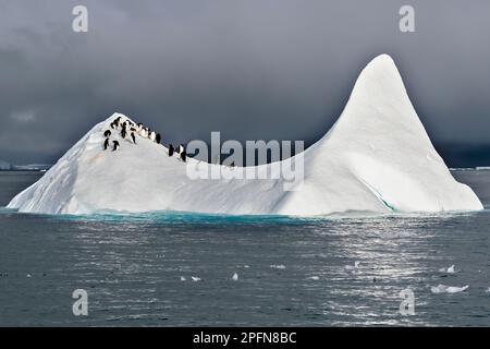 Georgia del Sud, Penguins di Adelie (Pygoscelis adeliae) Foto Stock