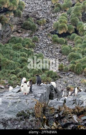 Georgia del Sud, baia di Cooper. Pinguini di maccheroni (Eudyptes chrisolophus) Foto Stock