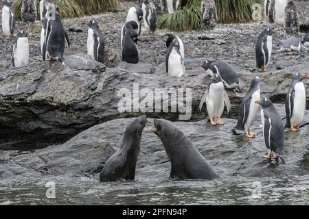 Georgia del Sud, St. Baia di Andrews. Pinguini Gentoo (Pygoscelis papua); foche antartiche (Arctocephalus gazella) Foto Stock