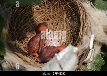 Un pulcino di un uccello nel nido con uovo Foto Stock
