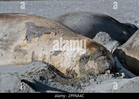 Georgia del Sud, baia di Fortuna. Foche degli elefanti meridionali (Mirounga leonina) Foto Stock