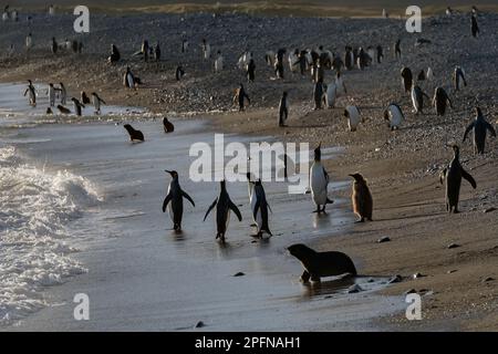 Georgia del Sud, baia di Fortuna. Re Pinguini (Aptenodytes patagonicus); foche antartiche (Arctocephalus gazella) Foto Stock