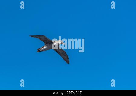 Georgia del Sud. Northern Giant Petrel (Macronectes hallii) Foto Stock