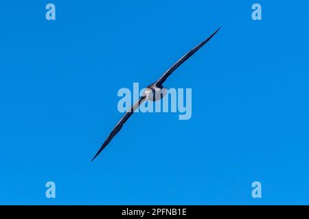 Georgia del Sud. Northern Giant Petrel (Macronectes hallii) Foto Stock