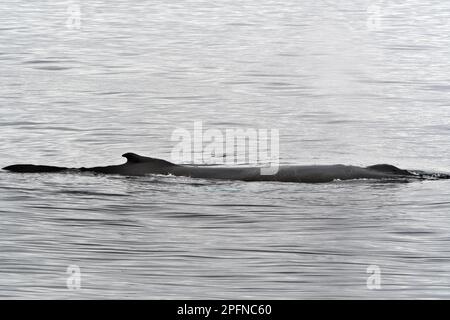 Penisola Antartica, punto palaver. Balena Foto Stock