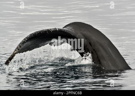 Penisola Antartica, punto palaver. Balena Foto Stock