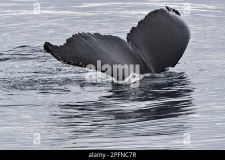 Penisola Antartica, punto palaver. Balena Foto Stock