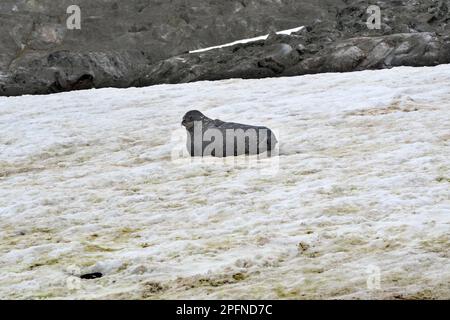 Penisola Antartica, isola di Paulet. Foca Weddell (Leptonychothes weddellii) Foto Stock