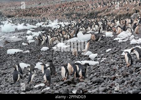 Penisola Antartica, isola di Paulet. Pinguini delie (Pygoscelis adeliae) Foto Stock