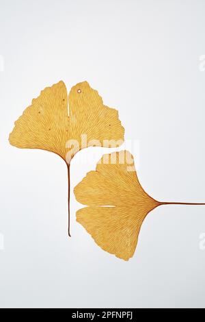 due belle foglie gialle di ginkgo biloba su sfondo bianco Foto Stock