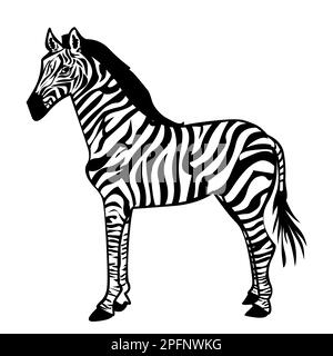 Zebra isolato su sfondo bianco Illustrazione Vettoriale