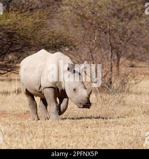 Rinoceronte bianco (Ceratotherium simum), giovane maschio che cammina su praterie secche, foraggio, Parco Nazionale di Marakele, Provincia di Limpopo, Sudafrica, Africa Foto Stock