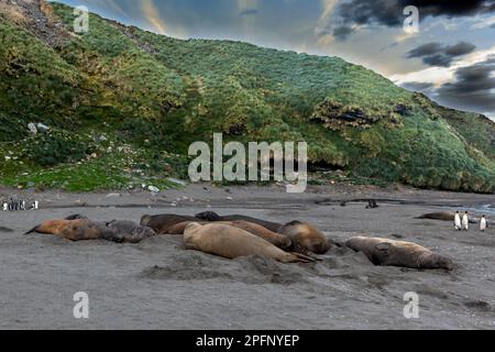 Georgia del Sud, baia di S. Andrews. Re Pinguini (Aptenodytes patagonicus). Foche degli elefanti meridionali (Mirounga leonina) Foto Stock