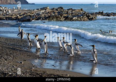 Georgia del Sud, baia di Fortuna. Re Pinguini (Aptenodytes patagonicus). Foche antartiche (Arctocephalus gazella) Foto Stock