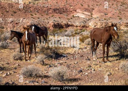 Cavalli selvatici nella Valle di Bitter Spring, vicino alla Lake Mead National Recreation Area, Nevada, USA Foto Stock