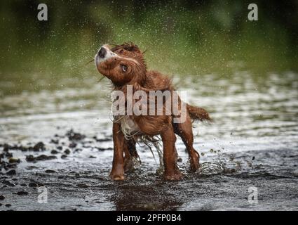 Oro e bianco lavoro cocker spaniel scuotendo themself asciutto sul bordo di un fiume in Inghilterra in estate Foto Stock