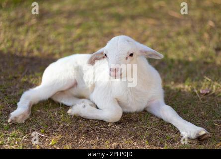 Giovane agnello di pecora di katahdin che riposa su una certa erba Foto Stock