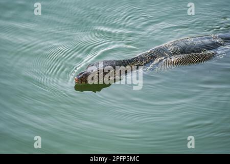 Monitor Lizard nel Parco Lumphinee un grande spazio verde con laghi nel centro di Bangkok è un'area popolare sia per la gente del posto che per i visitatori. Foto Stock