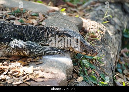 Monitor Lizard nel Parco Lumphinee un grande spazio verde con laghi nel centro di Bangkok è un'area popolare sia per la gente del posto che per i visitatori. Foto Stock