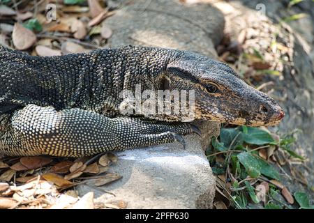 Monitor Lizard nel Parco Lumphinee un grande spazio verde con laghi nel centro di Bangkok è un'area popolare sia per la gente del posto che per i visitatori. Foto Stock