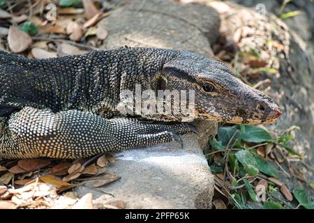 Monitor Lizard nel Parco Lumphinee un grande spazio verde con laghi nel centro di Bangkok è un'area popolare sia per la gente del posto che per i visitatori. Foto Stock