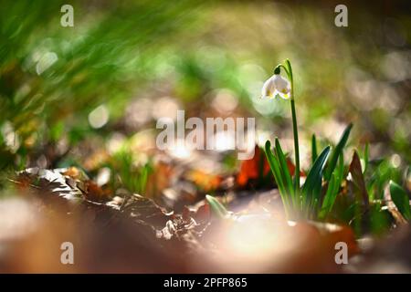 Bella prima primavera fiori nella foresta. Natura e sfondo colorato all'aperto. Concetto per il tempo primaverile e l'ambiente. Vecchio uomo russo Helios Foto Stock