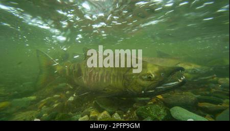 Salmone nel fiume, pronto a nuotare contro la corrente. Fotografia subacquea. Migrazione dei salmoni dell'Alaska: Un viaggio pieno di sfide e meraviglie. STATI UNITI Foto Stock