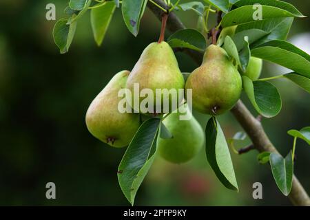 Diverse pere fresche appese al ramo d'albero in autunno prima della stagione del raccolto Foto Stock