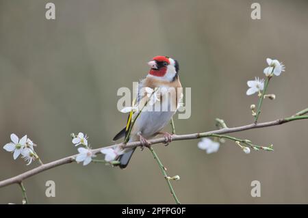 Goldfinch (Carduelis carduelis) arroccato in fiore all'inizio della primavera Foto Stock