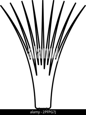 Erba commestibile lemongrass Cymbopogon citratus spezie vegetali erbe pianta contorno linea icona nero colore vettore illustrazione immagine sottile piatto Illustrazione Vettoriale