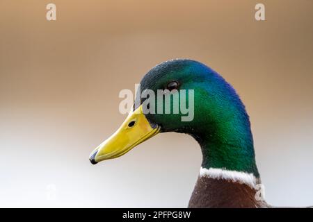 Un ritratto di un maschio d'anatra Mallard, (Anas platyrhynchos) Foto Stock
