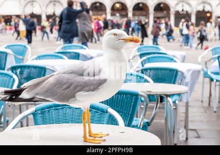 Gabbiano in piedi su un tavolo da caffè a Venezia. Comportamento aggressivo. Diffusione di malattie. Foto Stock