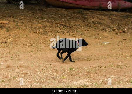 Il cane nero si stava allontanando dal pericolo ad alta velocità. Foto Stock