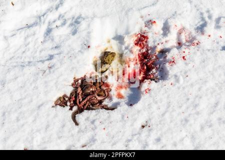 Kill site con mucchio di budello dove un Goshawk settentrionale, Accipiter Gentilis, ha catturato e ucciso una lepre delle racchette da neve nella Superior National Forest, Minnesota, USA Foto Stock