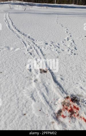 Trascina i segni dove un Goshawk settentrionale, Accipiter Gentilis, catturato e ucciso una Lepre di racchette da neve, poi trascinato fino al bordo della foresta, in Superior National F. Foto Stock