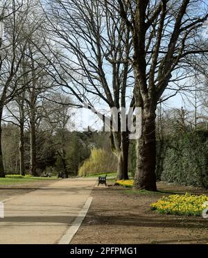 Percorso con narcisi in primavera - Bute Park, Cardiff. Marzo 2023. Foto Stock